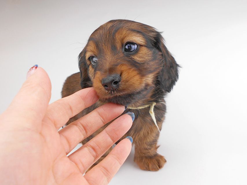 カニンヘンダックスフンド レイcs & ジャンの子犬 レッド 男の子