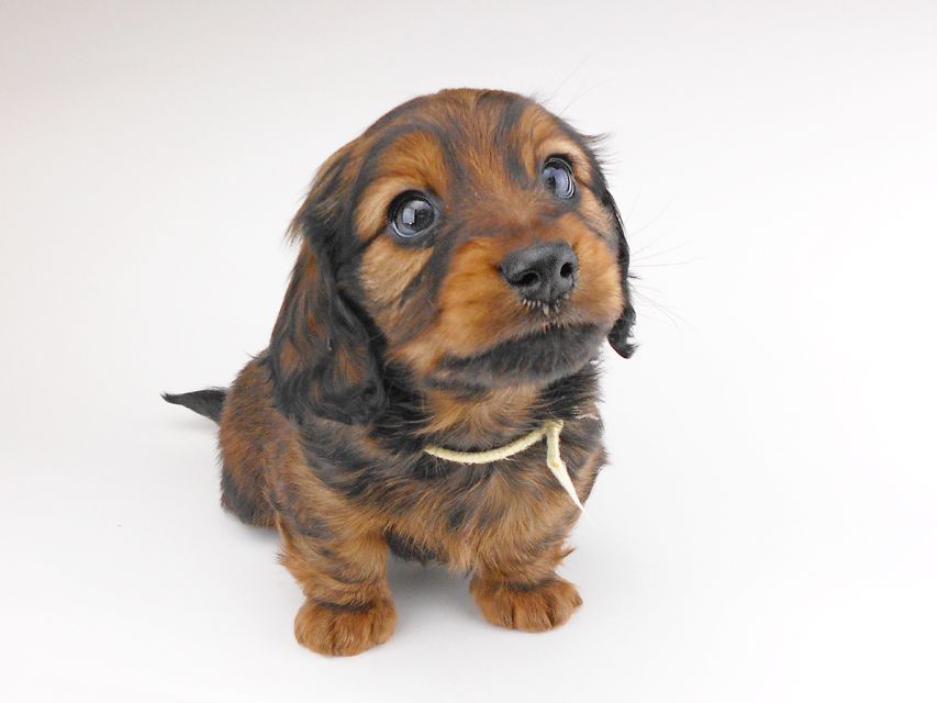 カニンヘンダックスフンド レイcs & ジャンの子犬 レッド 男の子