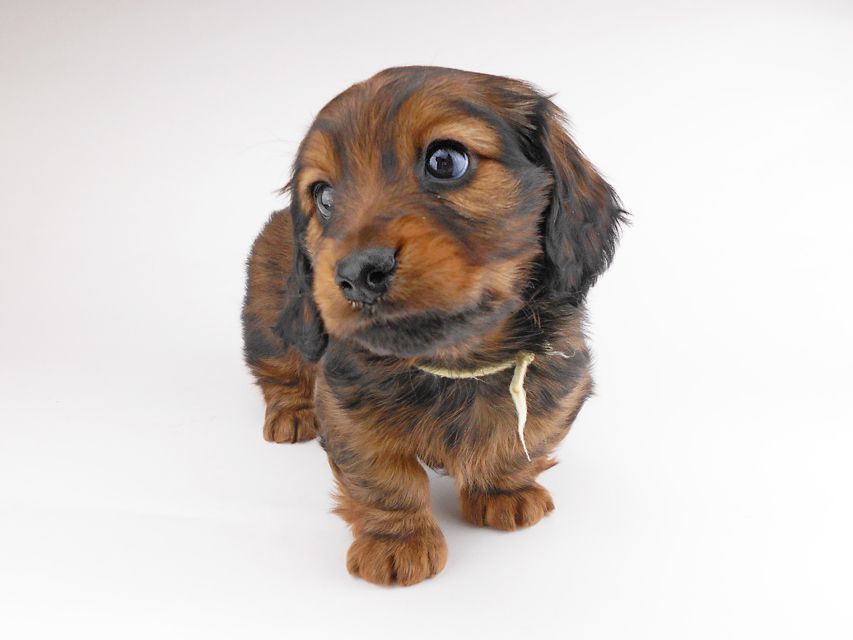 カニンヘンダックスフンド レイcs & ジャンの子犬 レッド 男の子