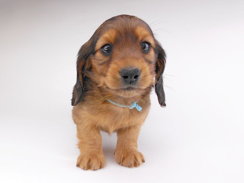 カニンヘンダックスフンド キャンディcs & 竹千代の子犬 レッド 男の子（1）