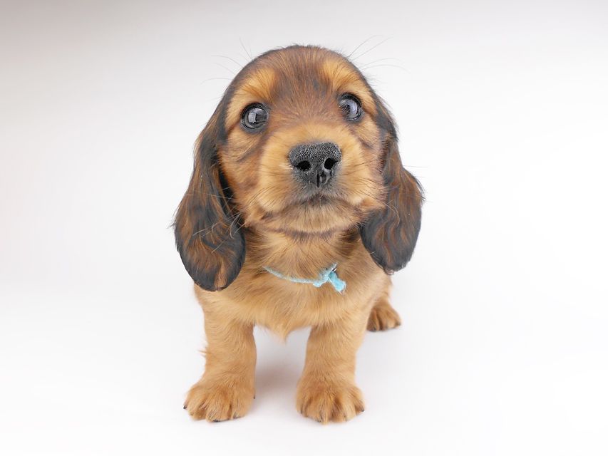 カニンヘンダックスフンド キャンディcs & 竹千代の子犬 レッド 男の子（1）