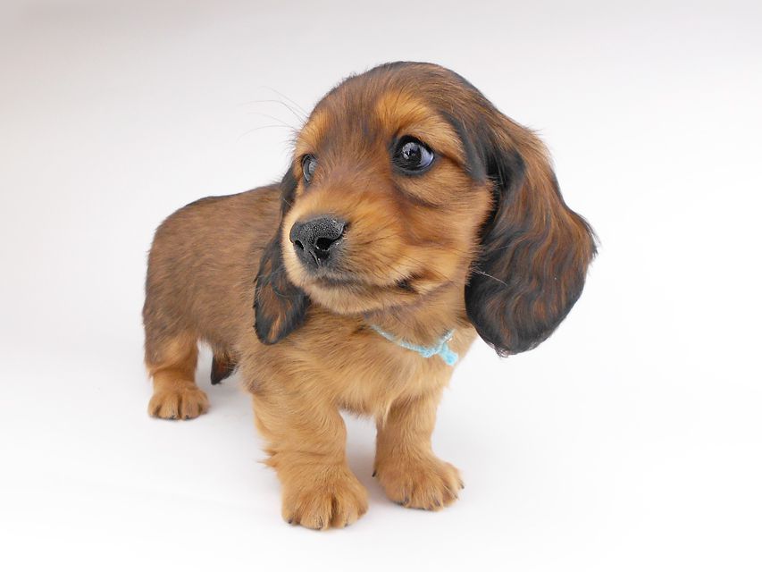 カニンヘンダックスフンド キャンディcs & 竹千代の子犬 レッド 男の子（1）