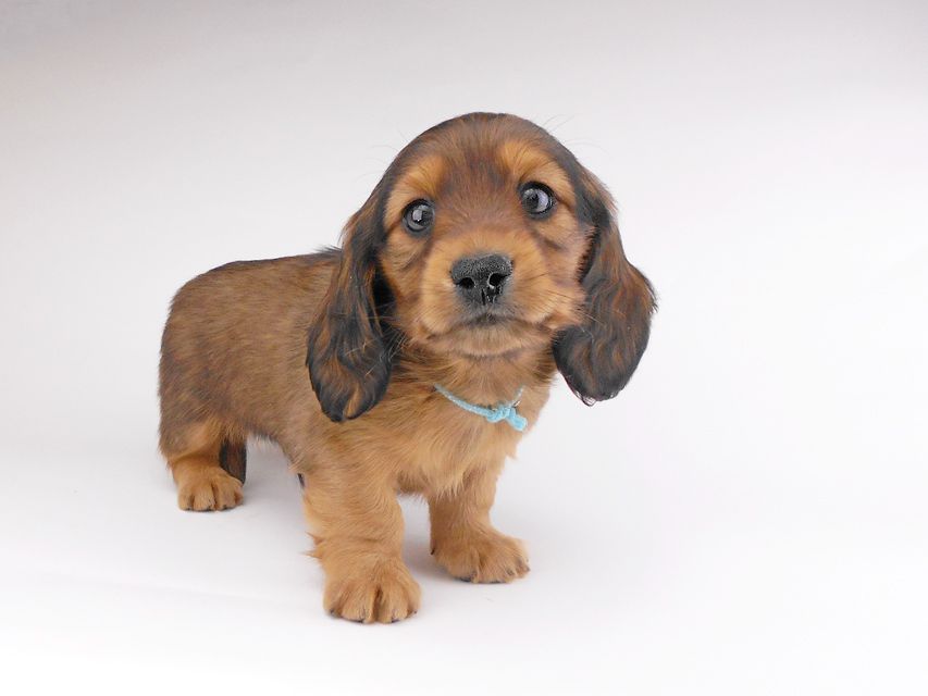 カニンヘンダックスフンド キャンディcs & 竹千代の子犬 レッド 男の子（1）