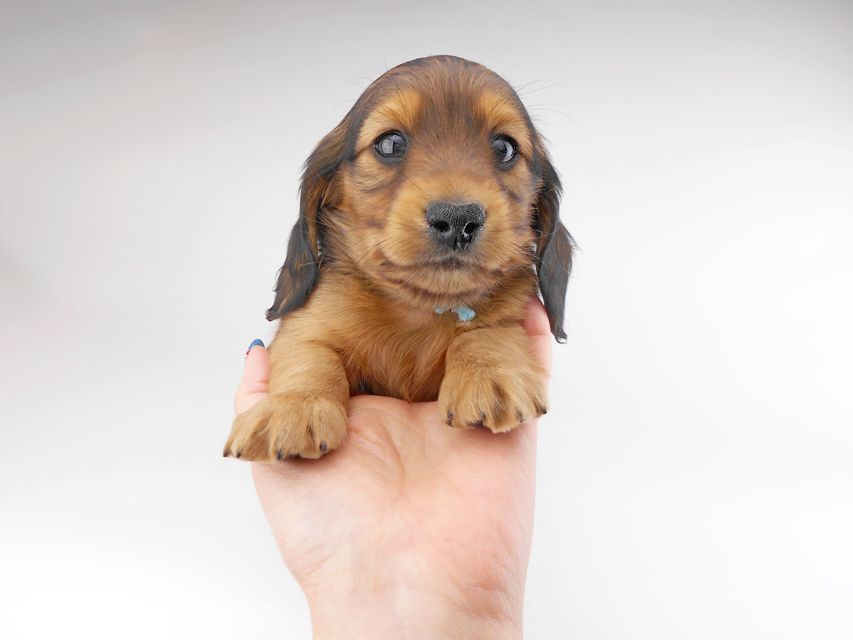 カニンヘンダックスフンド キャンディcs & 竹千代の子犬 レッド 男の子（1）