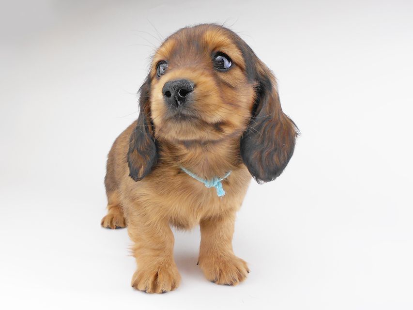 カニンヘンダックスフンド キャンディcs & 竹千代の子犬 レッド 男の子（1）