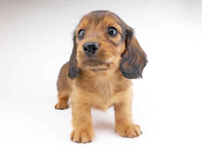 カニンヘンダックスフンド キャンディcs & 竹千代の子犬 レッド 男の子(2)DSCN6846 カニンヘンダックスフンド キャンディcs & 竹千代の子犬 レッド 男の子(2)