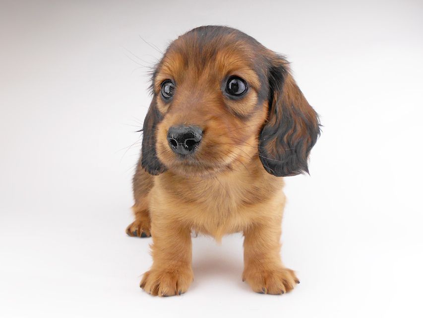 カニンヘンダックスフンド キャンディcs & 竹千代の子犬 レッド 男の子(2)DSCN6849 カニンヘンダックスフンド キャンディcs & 竹千代の子犬 レッド 男の子(2)