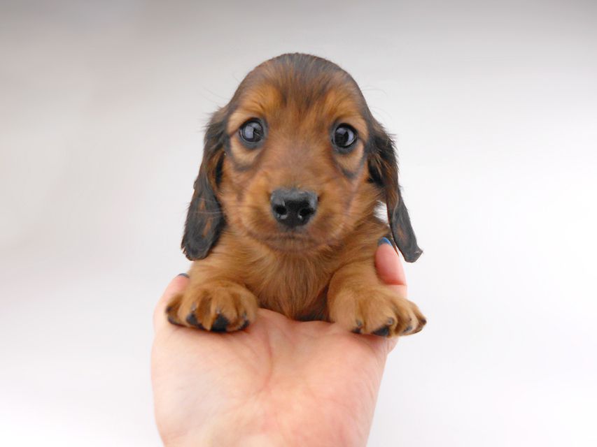 カニンヘンダックスフンド キャンディcs & 竹千代の子犬 レッド 男の子(2)DSCN6852 カニンヘンダックスフンド キャンディcs & 竹千代の子犬 レッド 男の子(2)