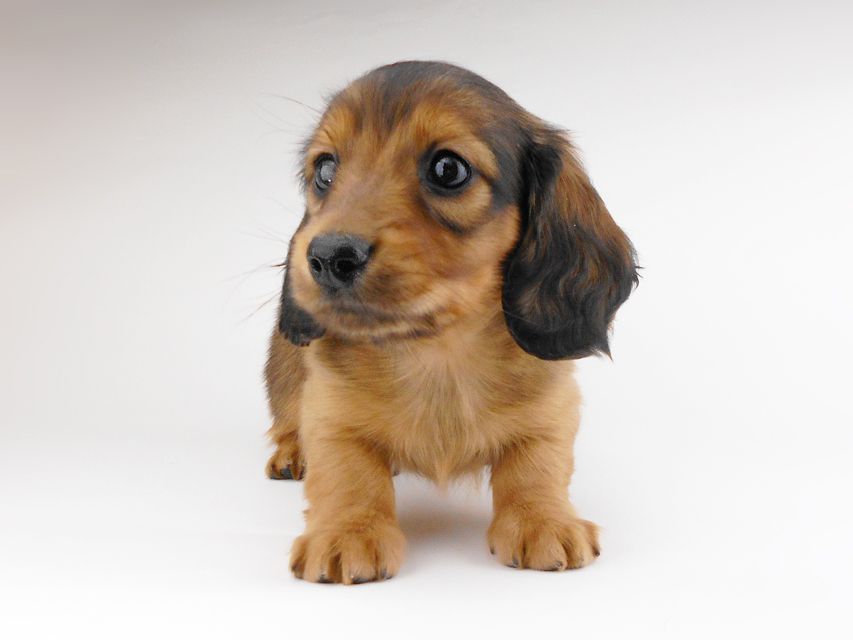 カニンヘンダックスフンド キャンディcs & 竹千代の子犬 レッド 男の子(2)DSCN6855 カニンヘンダックスフンド キャンディcs & 竹千代の子犬 レッド 男の子(2)