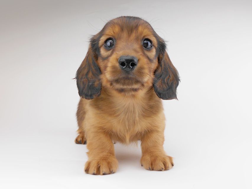 カニンヘンダックスフンド キャンディcs & 竹千代の子犬 レッド 男の子(2)DSCN6856 カニンヘンダックスフンド キャンディcs & 竹千代の子犬 レッド 男の子(2)