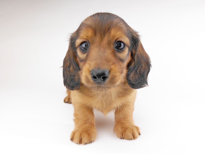 カニンヘンダックスフンド キャンディcs & 竹千代の子犬 レッド 男の子(2)DSCN6859 カニンヘンダックスフンド キャンディcs & 竹千代の子犬 レッド 男の子(2)