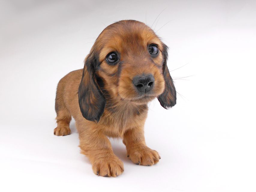 カニンヘンダックスフンド キャンディcs & 竹千代の子犬 レッド 女の子DSCN6863 カニンヘンダックスフンド キャンディcs & 竹千代の子犬 レッド 女の子