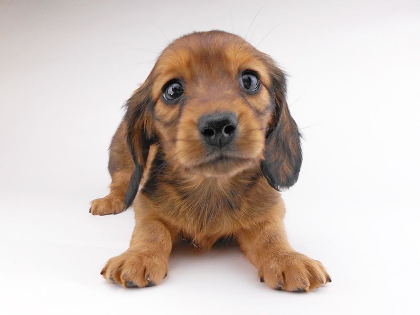 カニンヘンダックスフンド キャンディcs & 竹千代の子犬 レッド 女の子DSCN6867 カニンヘンダックスフンド キャンディcs & 竹千代の子犬 レッド 女の子