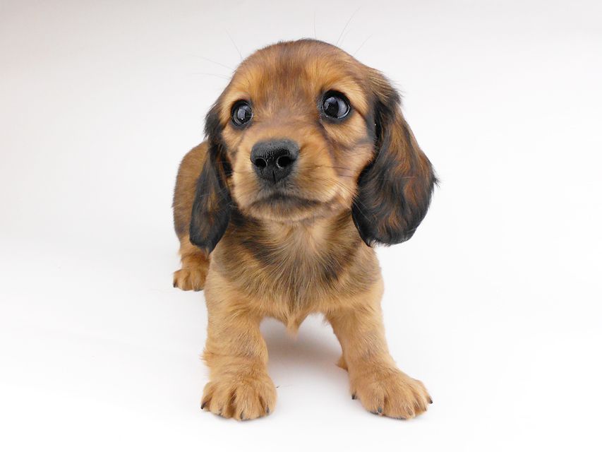 カニンヘンダックスフンド キャンディcs & 竹千代の子犬 レッド 女の子DSCN6871 カニンヘンダックスフンド キャンディcs & 竹千代の子犬 レッド 女の子