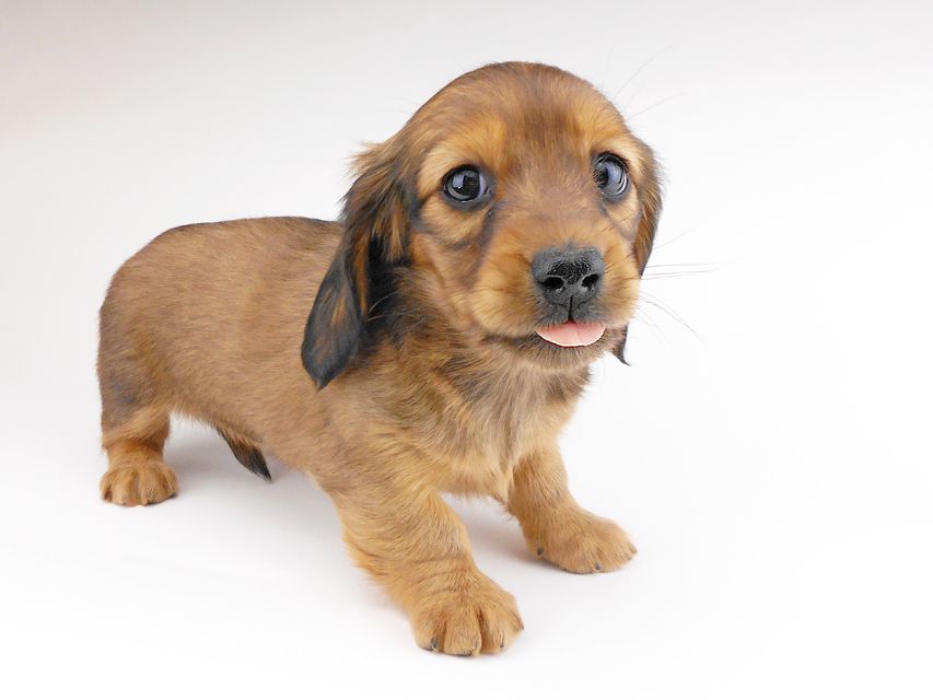 カニンヘンダックスフンド キャンディcs & 竹千代の子犬 レッド 女の子DSCN6874 カニンヘンダックスフンド キャンディcs & 竹千代の子犬 レッド 女の子