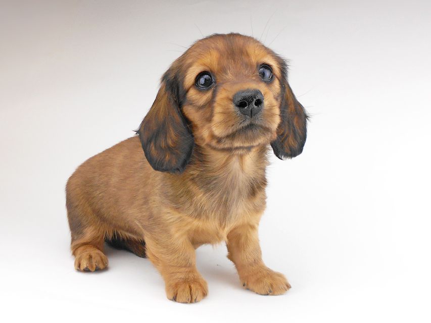 カニンヘンダックスフンド キャンディcs & 竹千代の子犬 レッド 女の子DSCN6876 カニンヘンダックスフンド キャンディcs & 竹千代の子犬 レッド 女の子