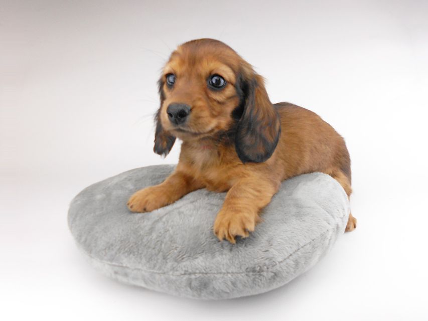 カニンヘンダックスフンド キャンディcs & 竹千代の子犬 レッド 女の子