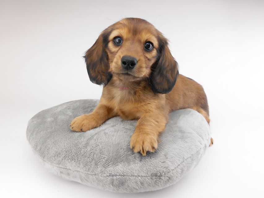 カニンヘンダックスフンド キャンディcs & 竹千代の子犬 レッド 女の子