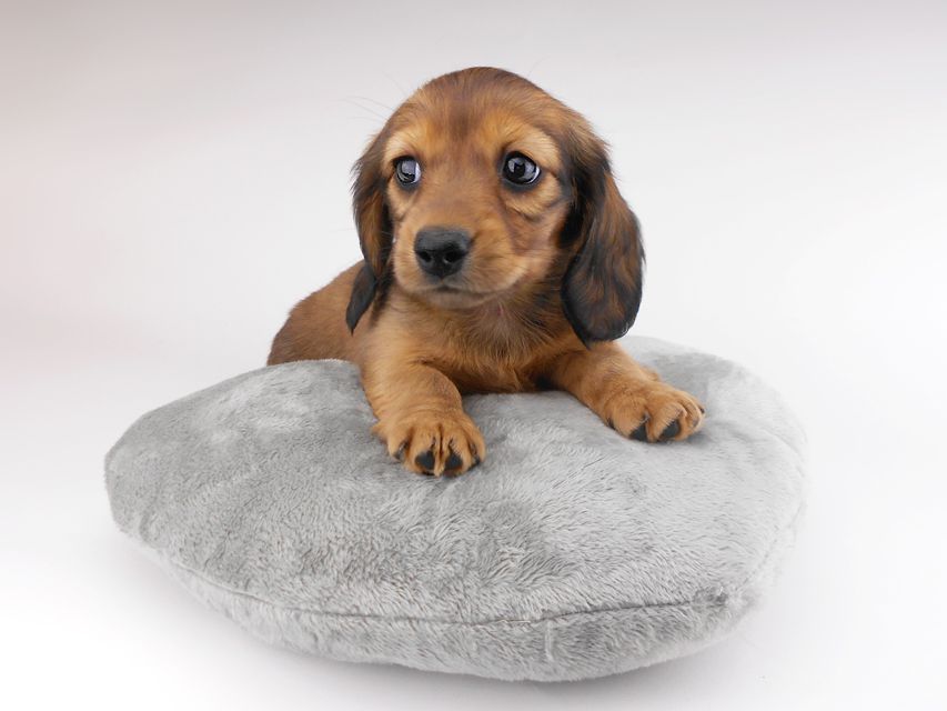 カニンヘンダックスフンド キャンディcs & 竹千代の子犬 レッド 女の子