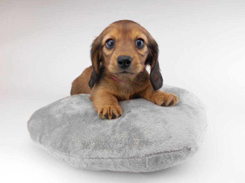 カニンヘンダックスフンド キャンディcs & 竹千代の子犬 レッド 女の子