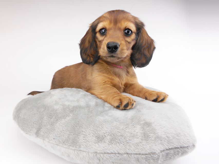 カニンヘンダックスフンド キャンディcs & 竹千代の子犬 レッド 女の子