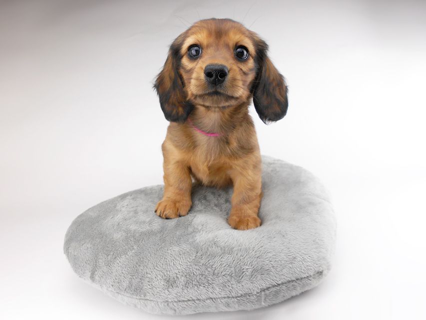 カニンヘンダックスフンド キャンディcs & 竹千代の子犬 レッド 女の子