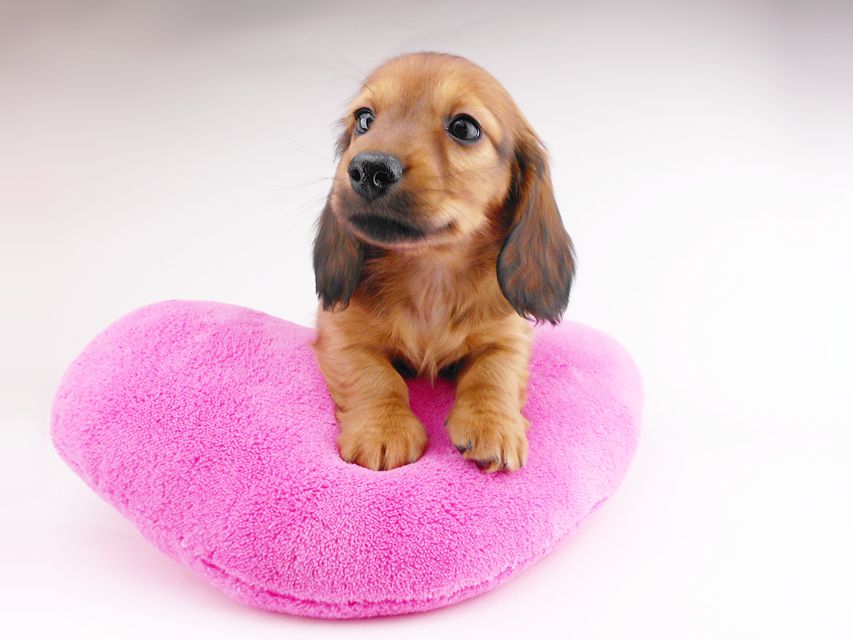 カニンヘンダックスフンド シエラcs & たけるの子犬 レッド 男の子