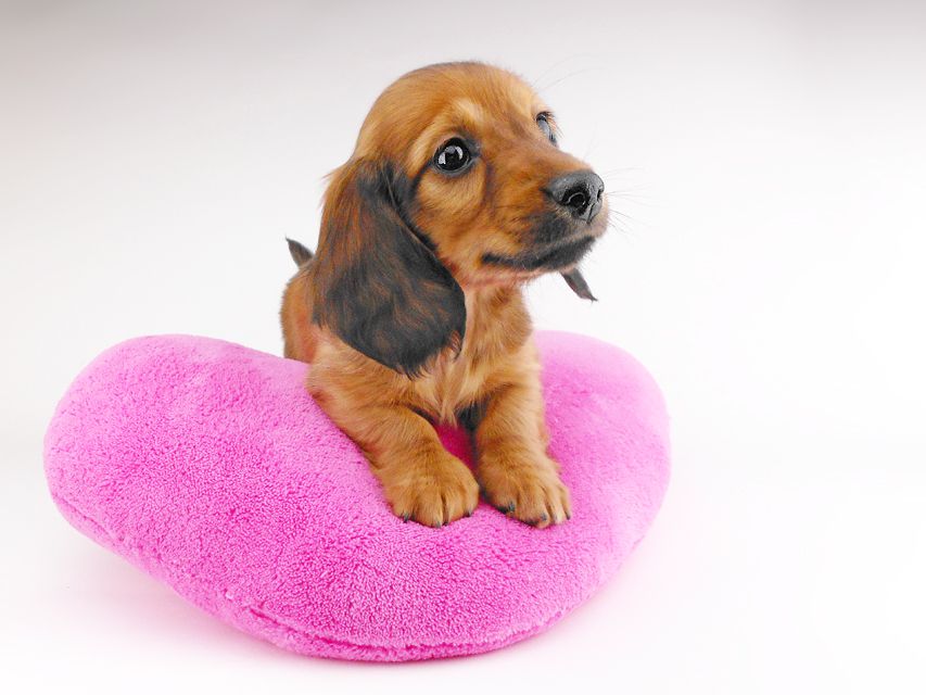 カニンヘンダックスフンド シエラcs & たけるの子犬 レッド 男の子