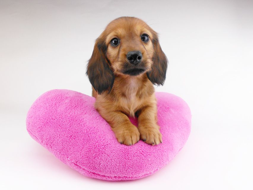 カニンヘンダックスフンド シエラcs & たけるの子犬 レッド 男の子