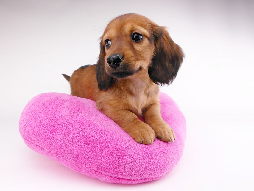 カニンヘンダックスフンド シエラcs & たけるの子犬 レッド 男の子