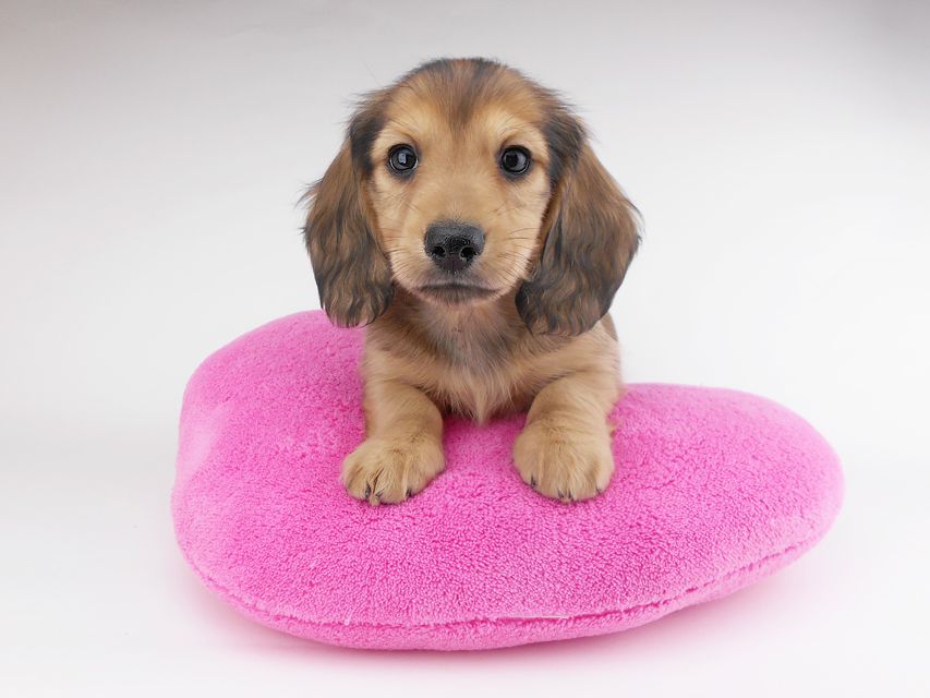 カニンヘンダックスフンド シエラcs & たけるの子犬 イエロー（クリーム） 男の子（1）