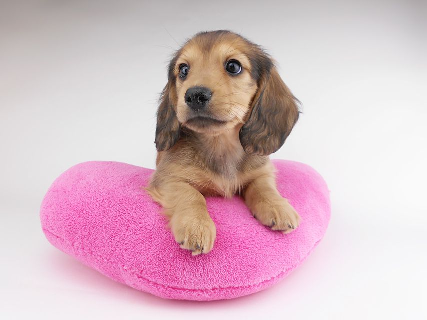 カニンヘンダックスフンド シエラcs & たけるの子犬 イエロー（クリーム） 男の子（1）