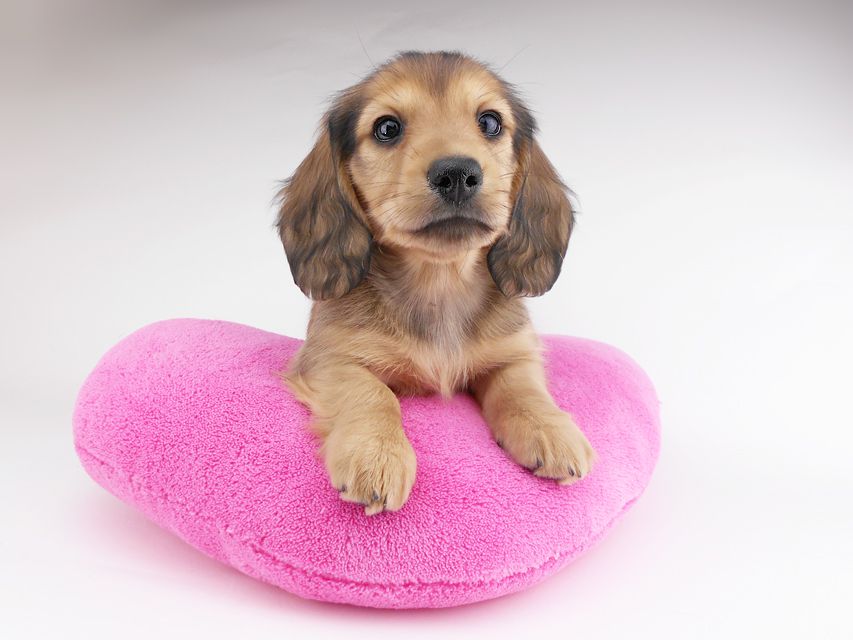 カニンヘンダックスフンド シエラcs & たけるの子犬 イエロー（クリーム） 男の子（1）