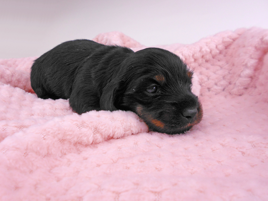 カニンヘンダックスフンド トマト & ブルースの子犬 ブラタン 女の子 お写真初登場DSCN6986 カニンヘンダックスフンド トマト & ブルースの子犬 ブラタン 女の子 お写真初登場