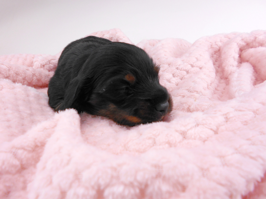 カニンヘンダックスフンド トマト & ブルースの子犬 ブラタン 女の子 お写真初登場DSCN6987 カニンヘンダックスフンド トマト & ブルースの子犬 ブラタン 女の子 お写真初登場