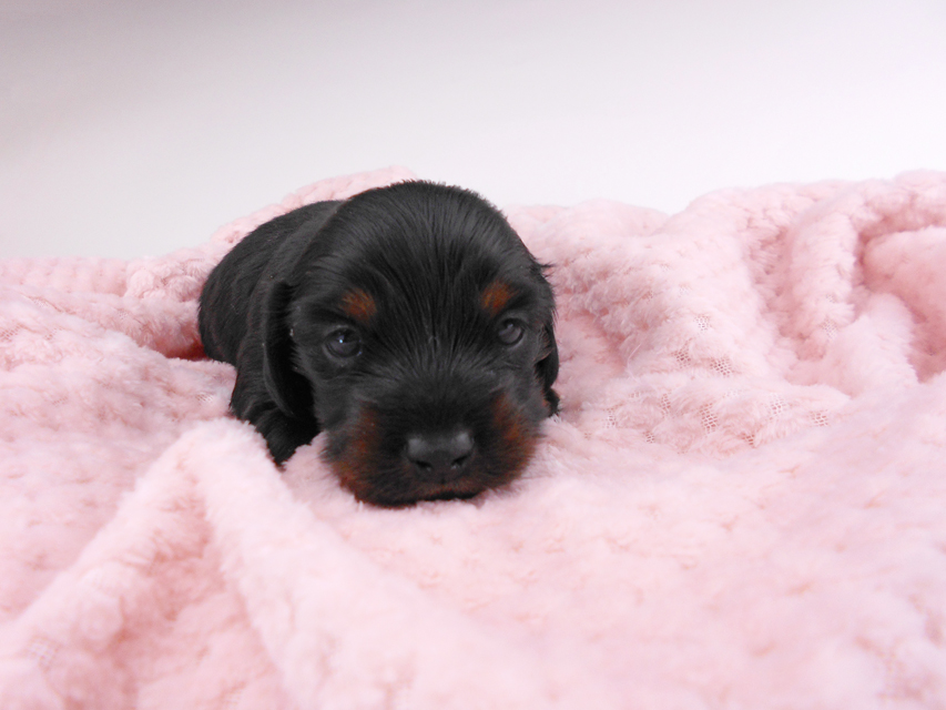 カニンヘンダックスフンド トマト & ブルースの子犬 ブラタン 女の子 お写真初登場DSCN6993 カニンヘンダックスフンド トマト & ブルースの子犬 ブラタン 女の子 お写真初登場