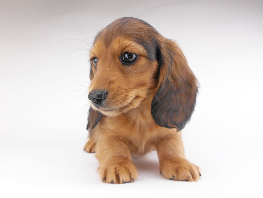 カニンヘンダックスフンド キャンディcs & 竹千代の子犬 レッド 男の子(1)DSCN6996 カニンヘンダックスフンド キャンディcs & 竹千代の子犬 レッド 男の子(1)