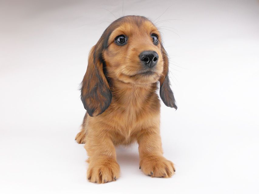 カニンヘンダックスフンド キャンディcs & 竹千代の子犬 レッド 男の子(1)DSCN6997 カニンヘンダックスフンド キャンディcs & 竹千代の子犬 レッド 男の子(1)