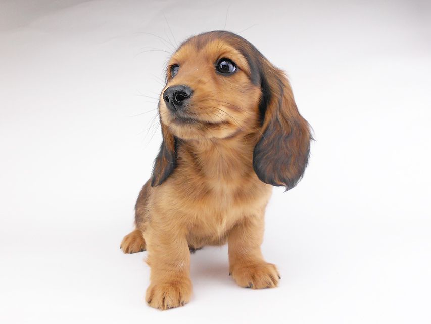 カニンヘンダックスフンド キャンディcs & 竹千代の子犬 レッド 男の子(1)DSCN6998 カニンヘンダックスフンド キャンディcs & 竹千代の子犬 レッド 男の子(1)