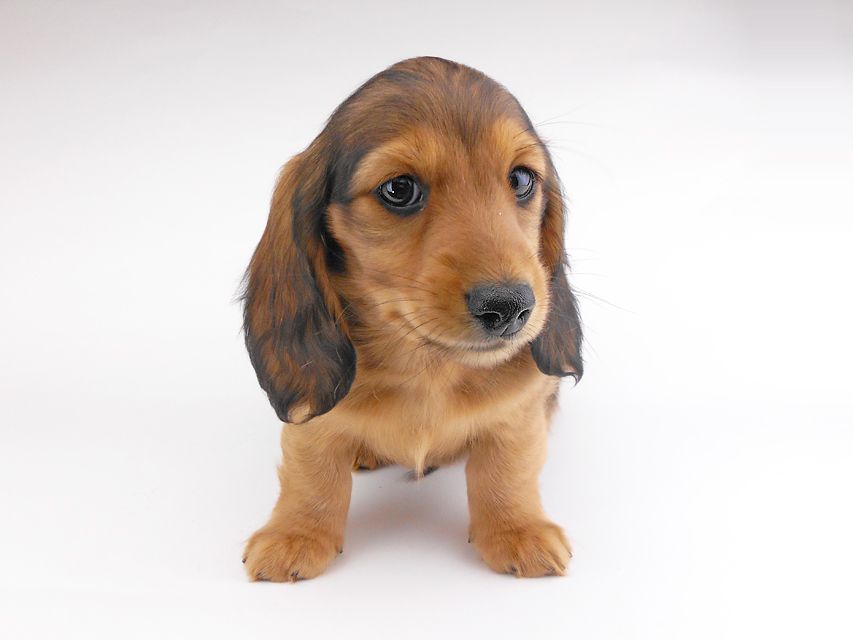 カニンヘンダックスフンド キャンディcs & 竹千代の子犬 レッド 男の子(1)DSCN7000 カニンヘンダックスフンド キャンディcs & 竹千代の子犬 レッド 男の子(1)