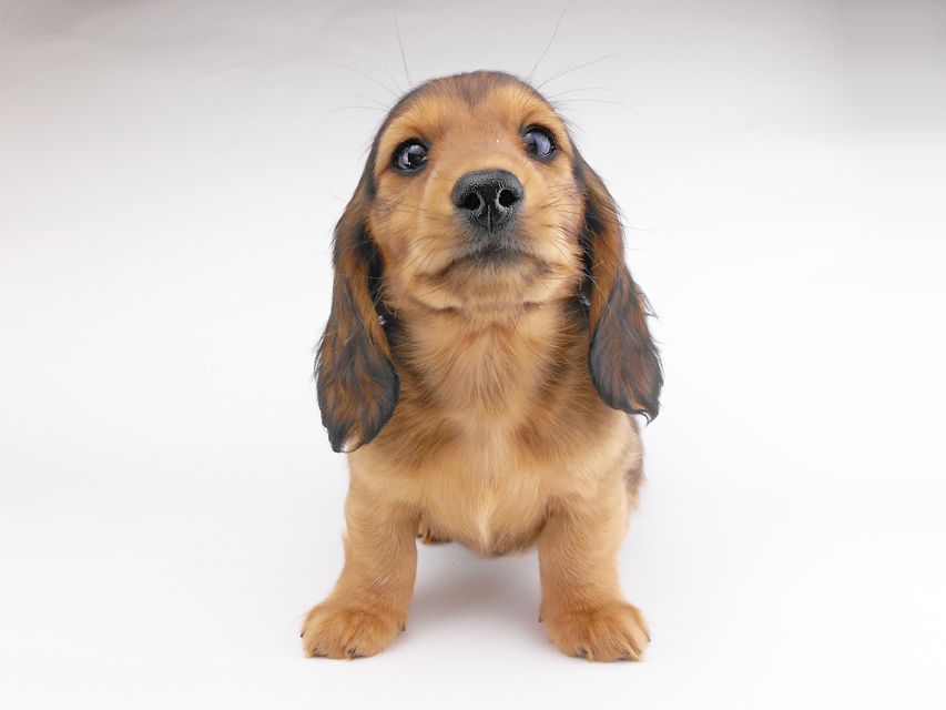 カニンヘンダックスフンド キャンディcs & 竹千代の子犬 レッド 男の子(1)DSCN7001 カニンヘンダックスフンド キャンディcs & 竹千代の子犬 レッド 男の子(1)