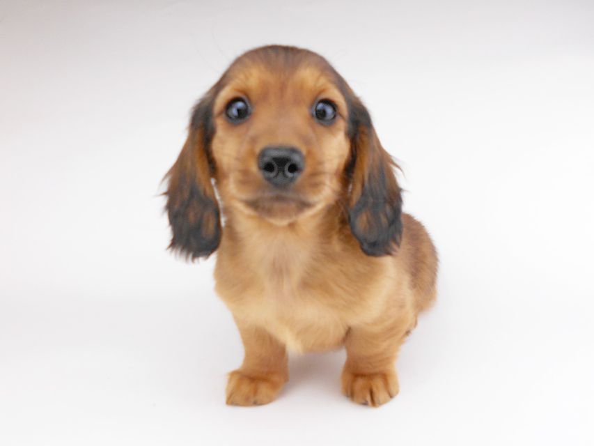 カニンヘンダックスフンド キャンディcs & 竹千代の子犬 レッド 男の子（2）