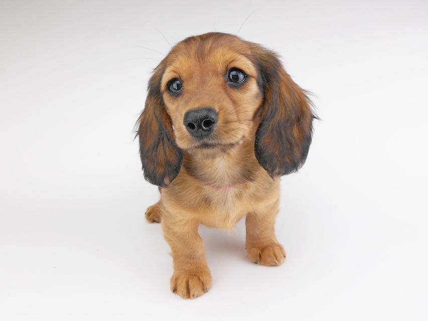 カニンヘンダックスフンド キャンディcs & 竹千代の子犬 レッド 女の子