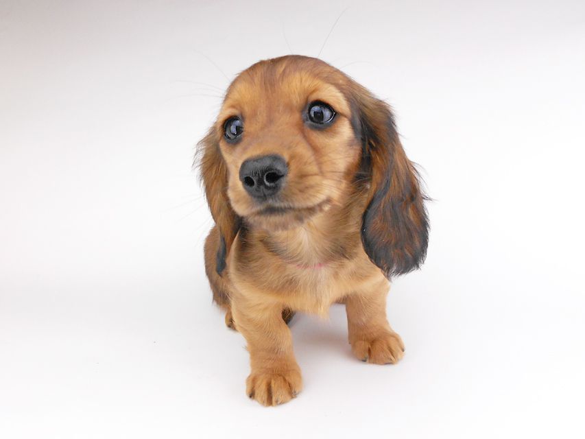 カニンヘンダックスフンド キャンディcs & 竹千代の子犬 レッド 女の子