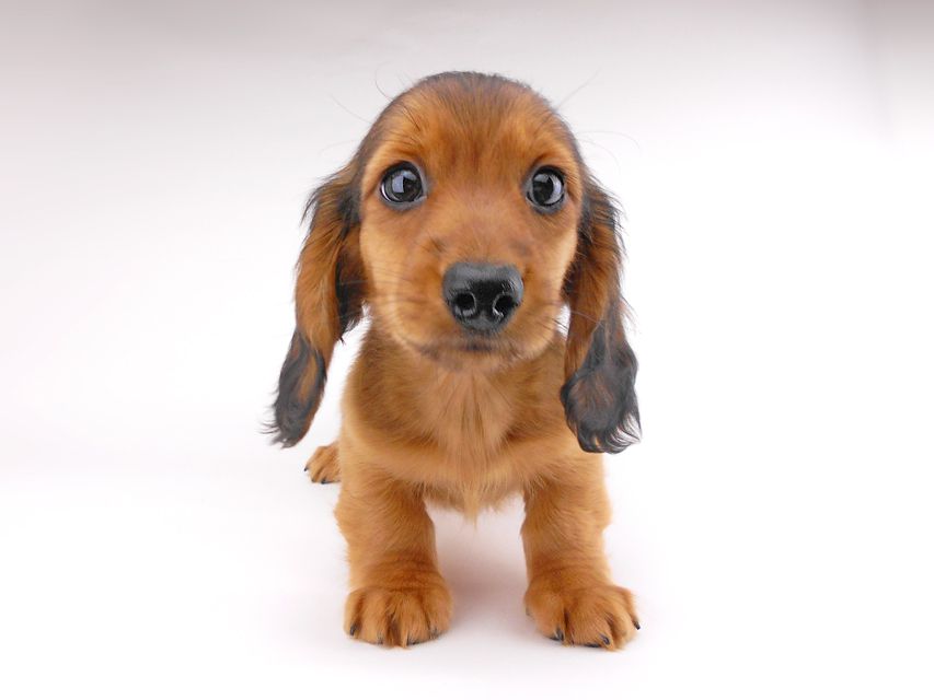 カニンヘンダックスフンド キャンディcs & 竹千代の子犬 レッド 男の子（1）