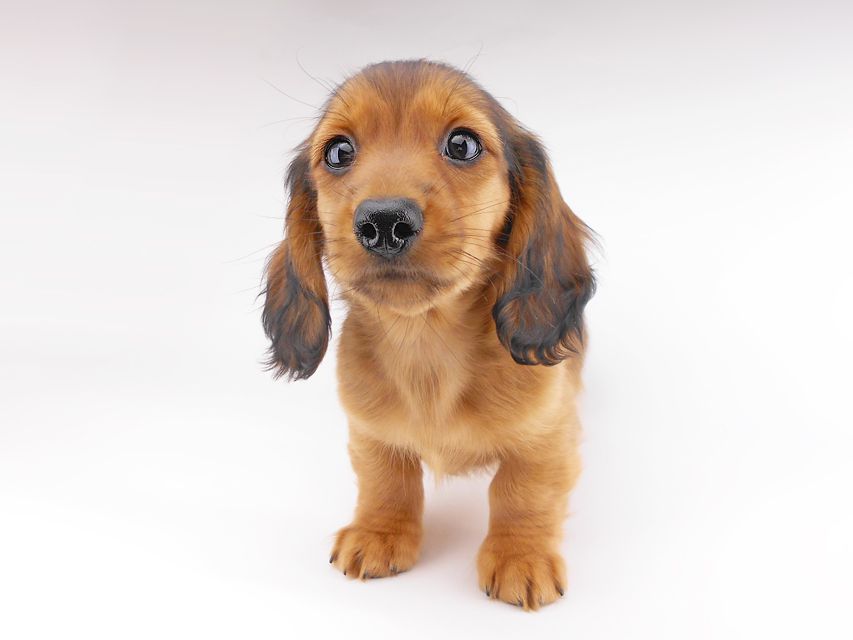 カニンヘンダックスフンド キャンディcs & 竹千代の子犬 レッド 男の子（1）