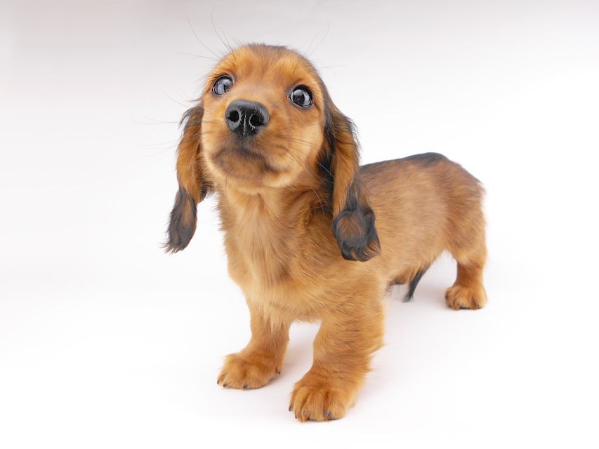 カニンヘンダックスフンド キャンディcs & 竹千代の子犬 レッド 男の子（1）