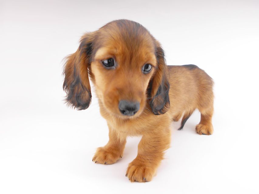 カニンヘンダックスフンド キャンディcs & 竹千代の子犬 レッド 男の子（1）