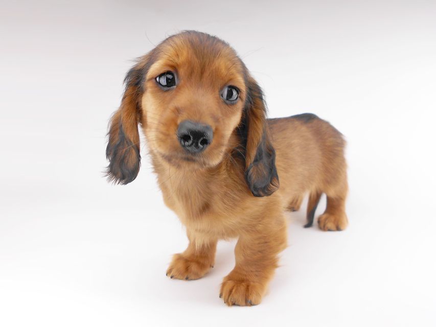 カニンヘンダックスフンド キャンディcs & 竹千代の子犬 レッド 男の子（1）