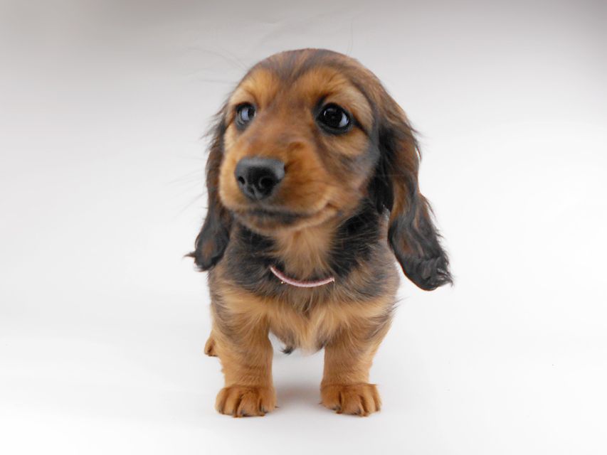 カニンヘンダックスフンド レイcs & ジャンの子犬 レッド 女の子DSCN7166 カニンヘンダックスフンド レイcs & ジャンの子犬 レッド 女の子